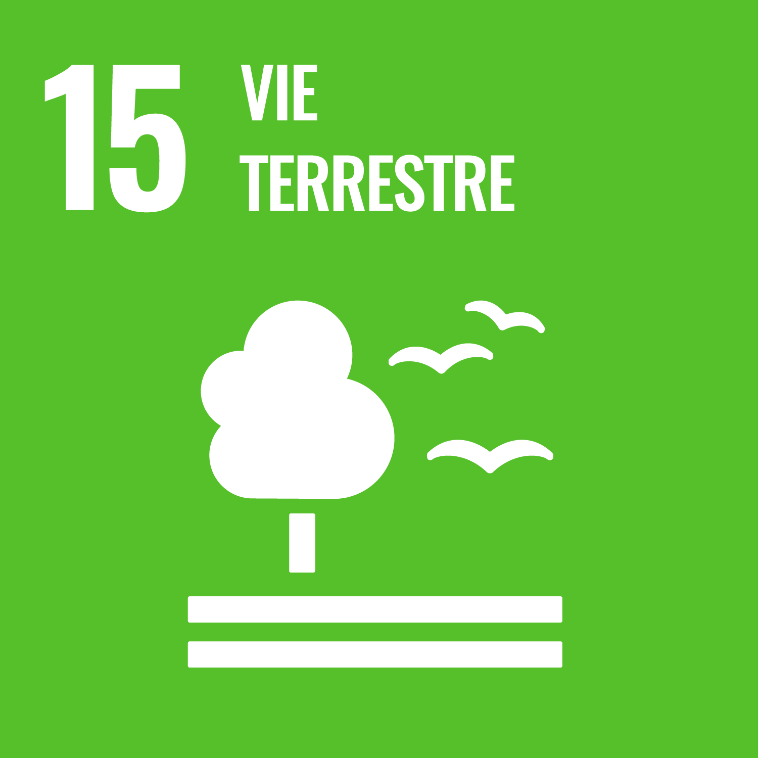 15. Vie terrestre